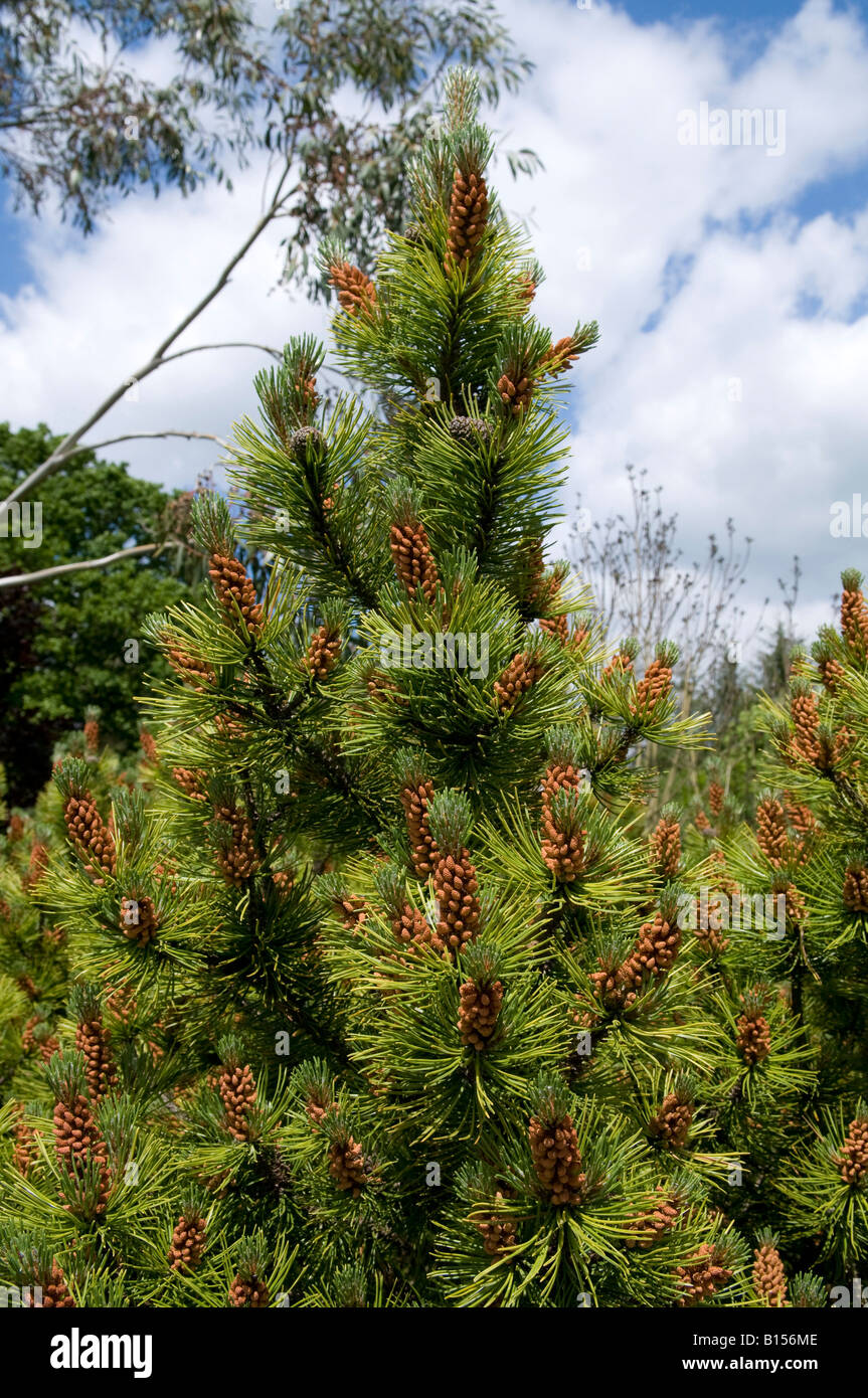 Pinus mungo `Ophir` Stock Photo